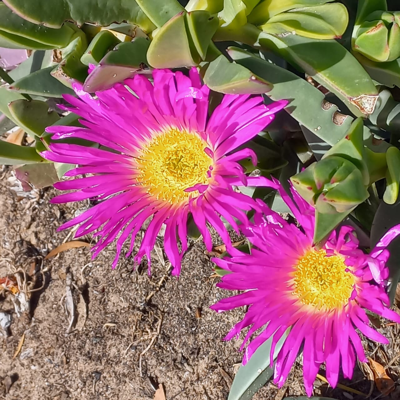 A Trail of Colour: Where Wildflowers Meet Culture in Bergrivier
